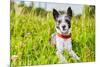 Dog in Meadow-Javier Brosch-Mounted Photographic Print