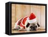 Dog in Santa Suit-Don Mason-Framed Stretched Canvas