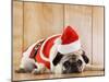 Dog in Santa Suit-Don Mason-Mounted Premium Photographic Print