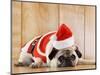 Dog in Santa Suit-Don Mason-Mounted Photographic Print