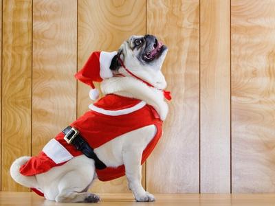 Dog in santa clearance suit