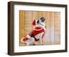 Dog in Santa Suit-Don Mason-Framed Photographic Print