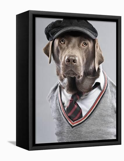 Dog in sweater and cap-Justin Paget-Framed Stretched Canvas