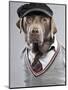 Dog in sweater and cap-Justin Paget-Mounted Photographic Print