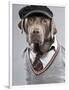 Dog in sweater and cap-Justin Paget-Framed Photographic Print