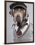 Dog in sweater and cap-Justin Paget-Framed Photographic Print