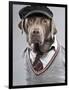 Dog in sweater and cap-Justin Paget-Framed Photographic Print