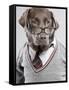 Dog in Sweater and Glasses-Justin Paget-Framed Stretched Canvas