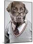 Dog in Sweater and Glasses-Justin Paget-Mounted Photographic Print