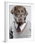 Dog in Sweater and Glasses-Justin Paget-Framed Photographic Print