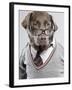 Dog in Sweater and Glasses-Justin Paget-Framed Photographic Print