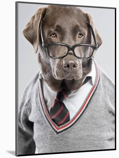 Dog in Sweater and Glasses-Justin Paget-Mounted Photographic Print