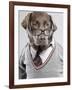 Dog in Sweater and Glasses-Justin Paget-Framed Photographic Print