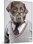 Dog in Sweater and Glasses-Justin Paget-Mounted Photographic Print