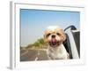 Dog in the Car-Tom Wang-Framed Photographic Print