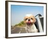 Dog in the Car-Tom Wang-Framed Photographic Print