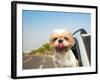 Dog in the Car-Tom Wang-Framed Photographic Print