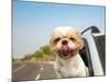 Dog in the Car-Tom Wang-Mounted Photographic Print