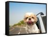 Dog in the Car-Tom Wang-Framed Stretched Canvas