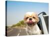 Dog in the Car-Tom Wang-Stretched Canvas