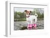 Dog in the Rain-Javier Brosch-Framed Photographic Print