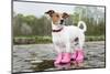 Dog in the Rain-Javier Brosch-Mounted Photographic Print