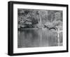 Dog Jumping into Water-Philip Gendreau-Framed Photographic Print