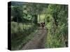 Dog Leads the Way for Donkey and Keeper, Near Cotopaxi Volcano, Ecuador, South America-Aaron McCoy-Stretched Canvas