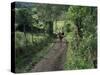 Dog Leads the Way for Donkey and Keeper, Near Cotopaxi Volcano, Ecuador, South America-Aaron McCoy-Stretched Canvas