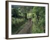Dog Leads the Way for Donkey and Keeper, Near Cotopaxi Volcano, Ecuador, South America-Aaron McCoy-Framed Photographic Print