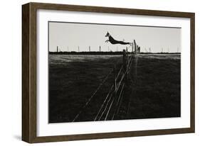 Dog Leaping Fence in Farmland-Fay Godwin-Framed Giclee Print