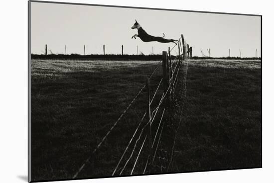 Dog Leaping Fence in Farmland-Fay Godwin-Mounted Giclee Print