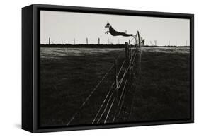 Dog Leaping Fence in Farmland-Fay Godwin-Framed Stretched Canvas