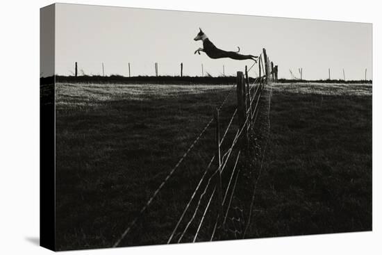 Dog Leaping Fence in Farmland-Fay Godwin-Stretched Canvas