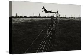 Dog Leaping Fence in Farmland-Fay Godwin-Stretched Canvas