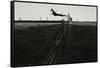 Dog Leaping Fence in Farmland-Fay Godwin-Framed Stretched Canvas