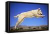 Dog Leaping-DLILLC-Framed Stretched Canvas