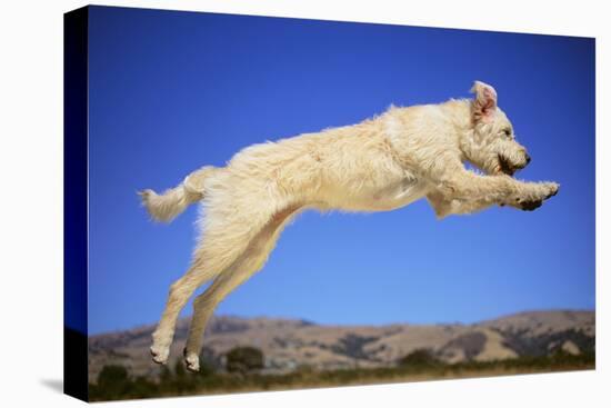 Dog Leaping-DLILLC-Stretched Canvas