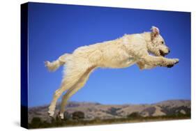 Dog Leaping-DLILLC-Stretched Canvas