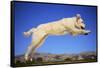 Dog Leaping-DLILLC-Framed Stretched Canvas