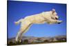 Dog Leaping-DLILLC-Stretched Canvas