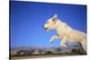 Dog Leaping-DLILLC-Stretched Canvas