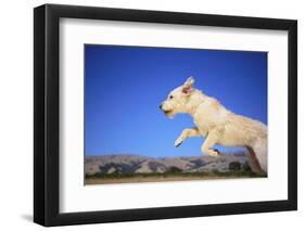 Dog Leaping-DLILLC-Framed Photographic Print