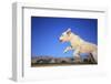 Dog Leaping-DLILLC-Framed Photographic Print