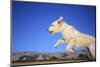 Dog Leaping-DLILLC-Mounted Photographic Print