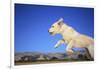 Dog Leaping-DLILLC-Framed Photographic Print