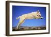 Dog Leaping-DLILLC-Framed Photographic Print