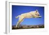 Dog Leaping-DLILLC-Framed Photographic Print