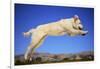 Dog Leaping-DLILLC-Framed Photographic Print