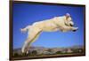 Dog Leaping-DLILLC-Framed Photographic Print